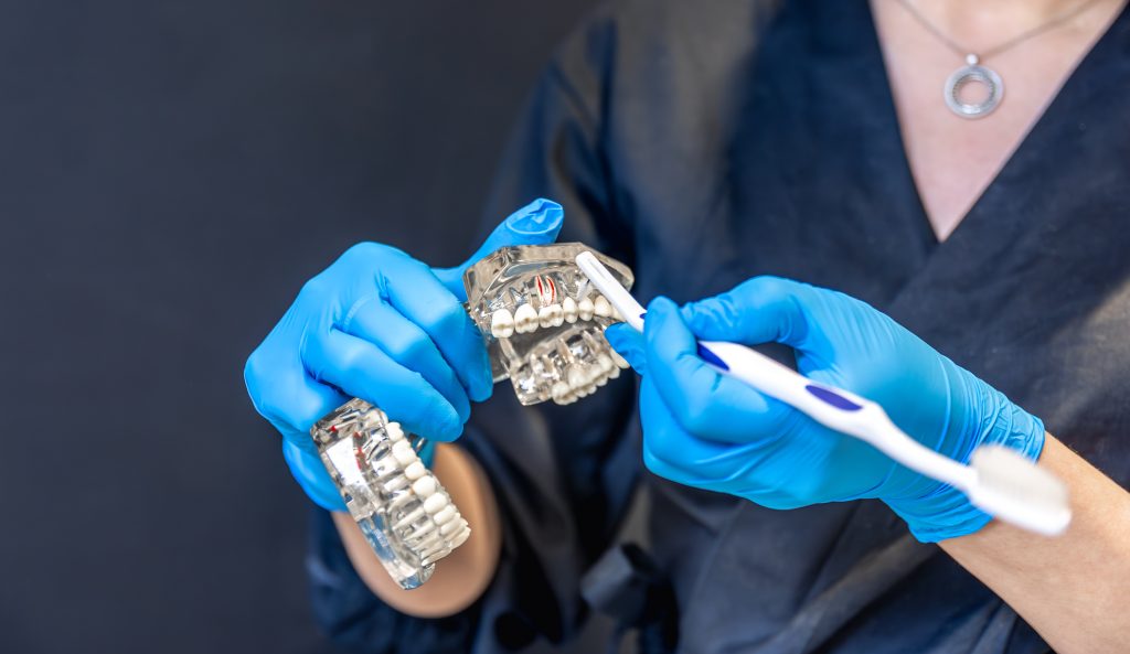 Modelo dental durante una consulta informativa
